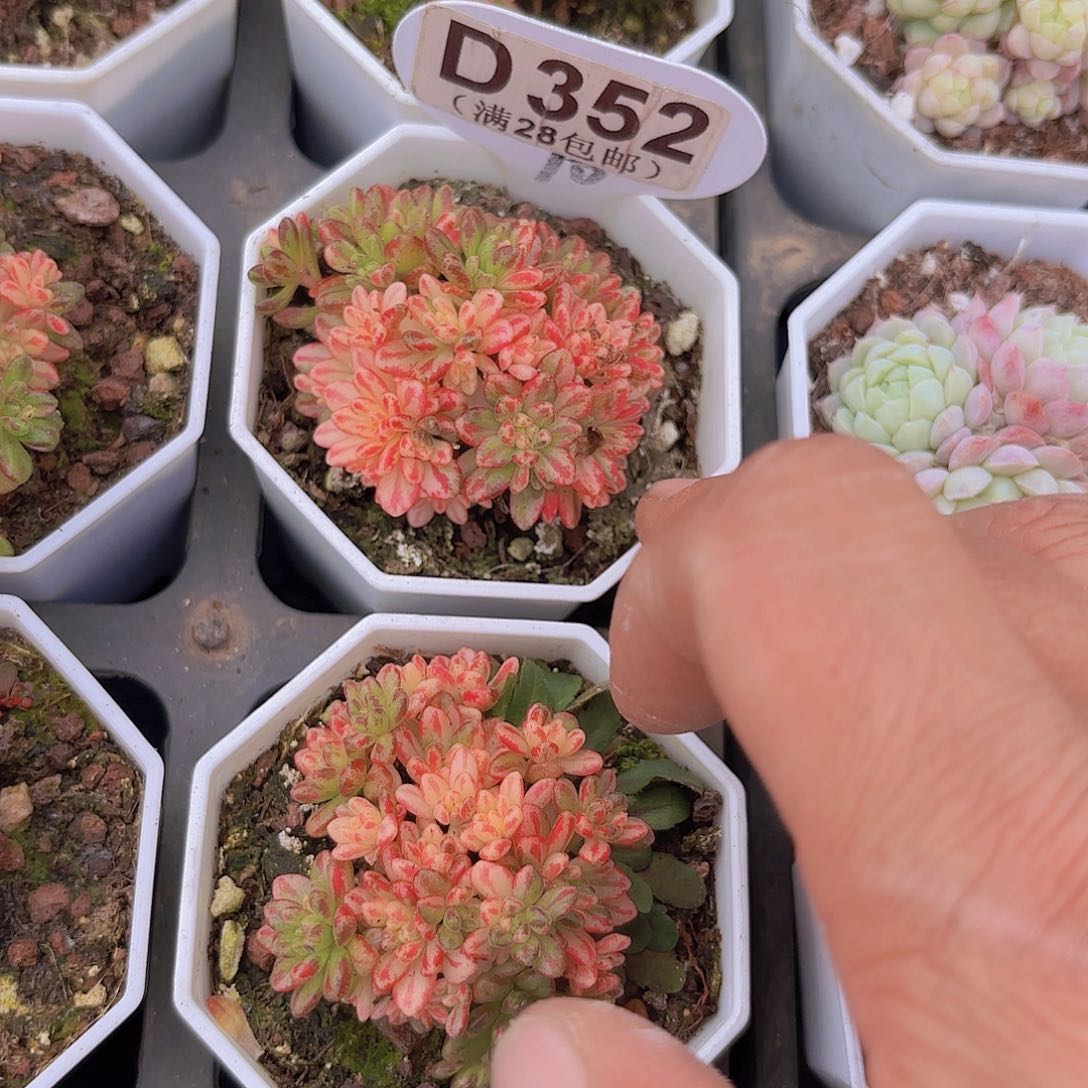 D352小人祭锦一物一一拍