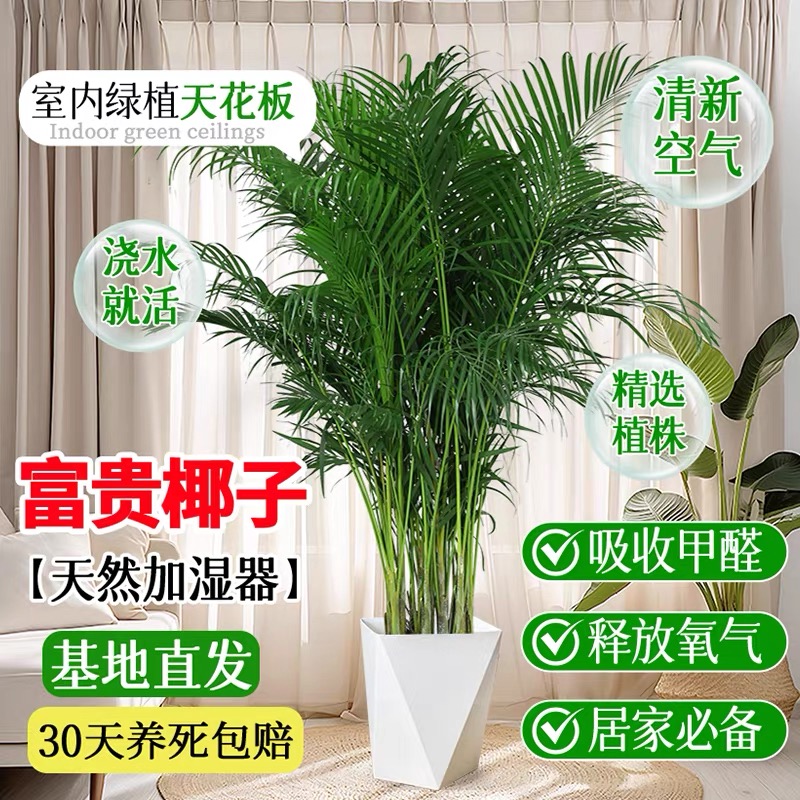 富贵椰子大号客厅高级感凤尾竹散尾葵办公室好养热带大型盆栽绿植
