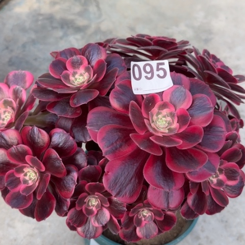 095凤冠25厘米左右有断枝