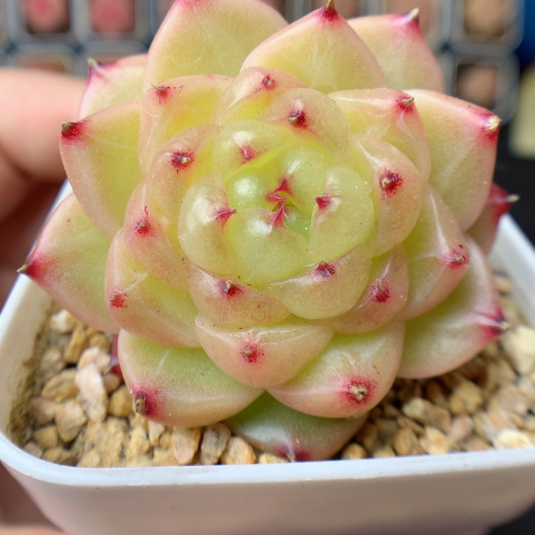 一物一拍精品多肉。熊猫珍妮三个头22