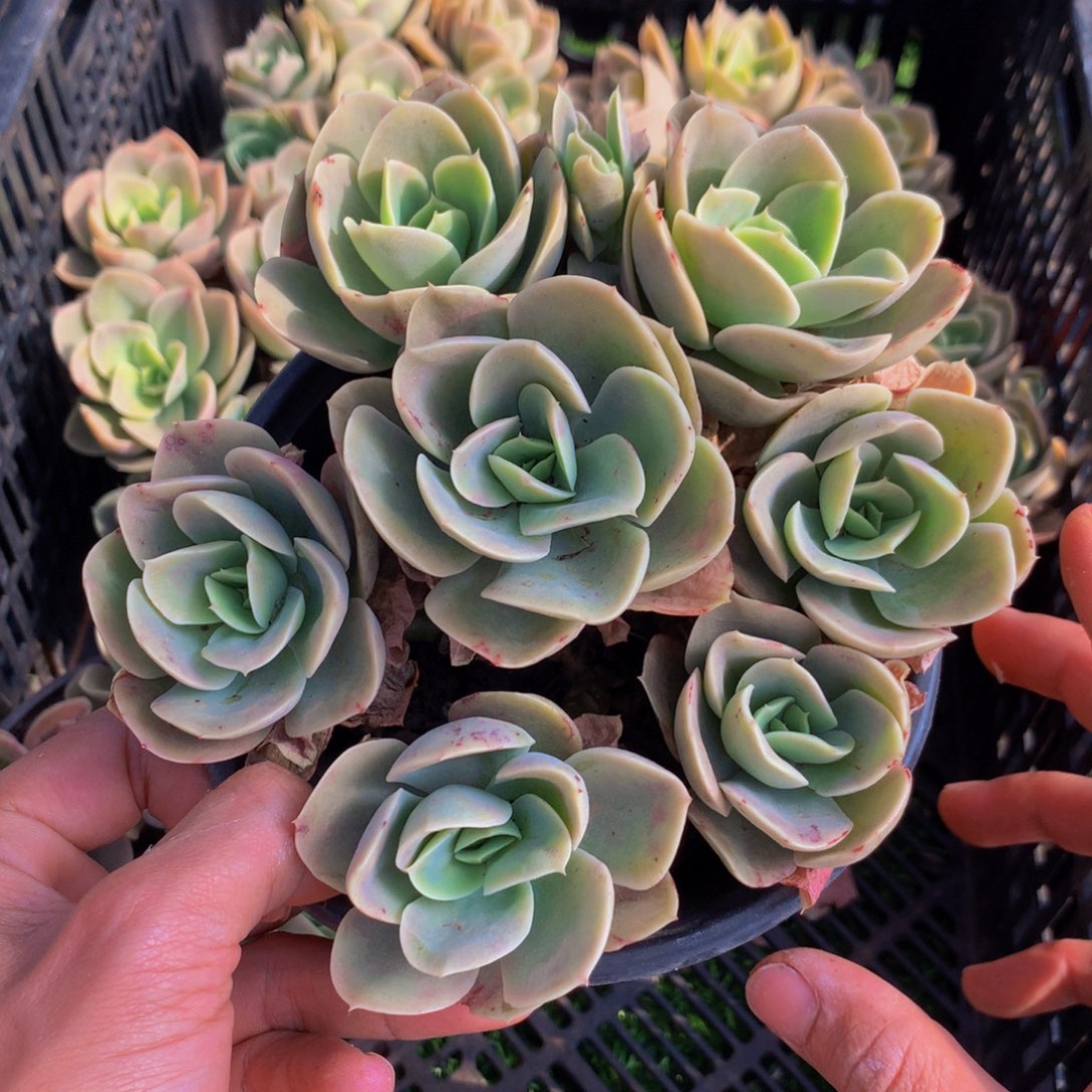 星娜塔六头起带盆土