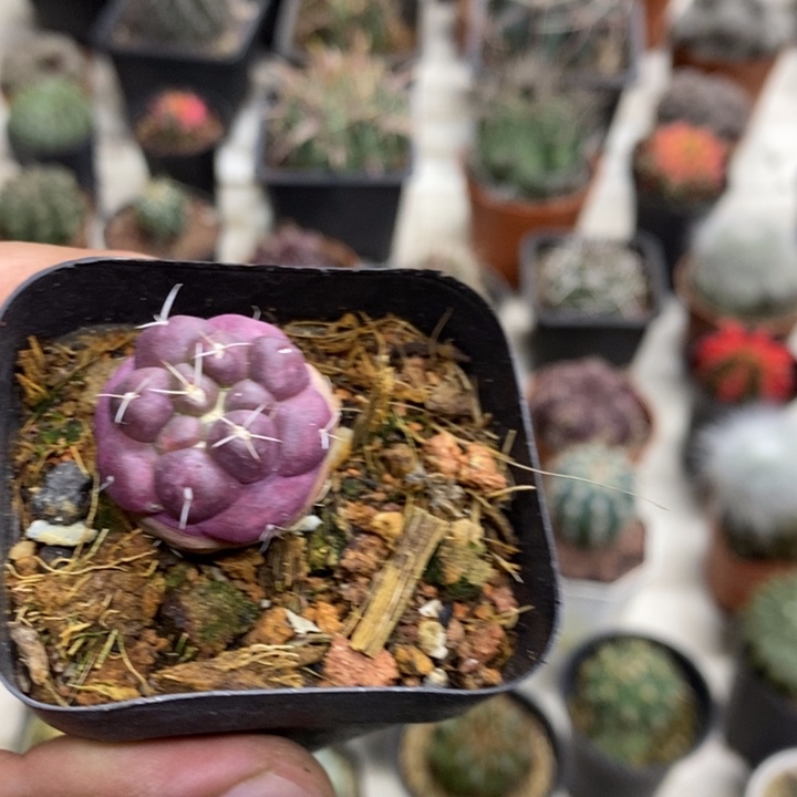 紫皮无刺象牙特价3