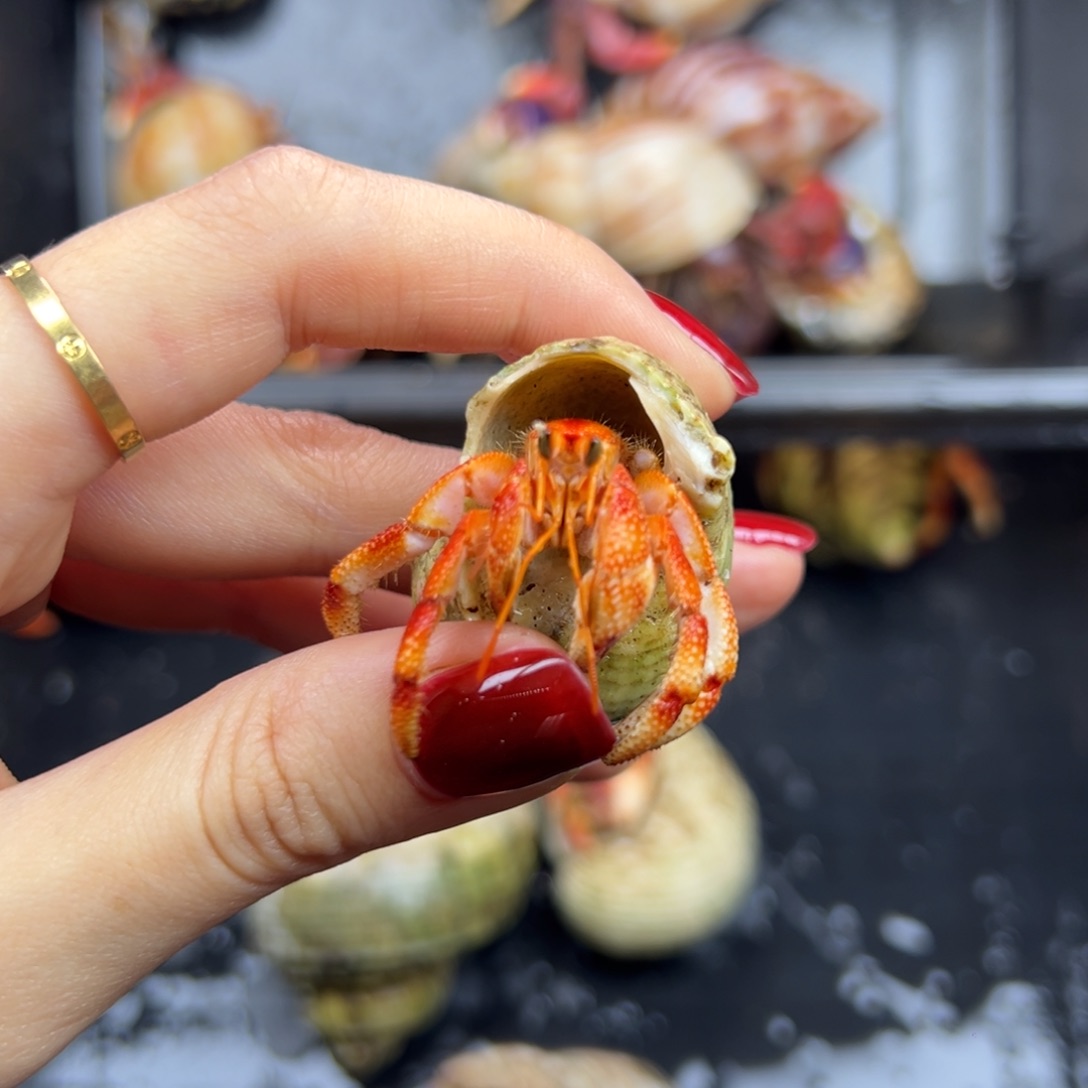 福利发色很好的小印草1.5