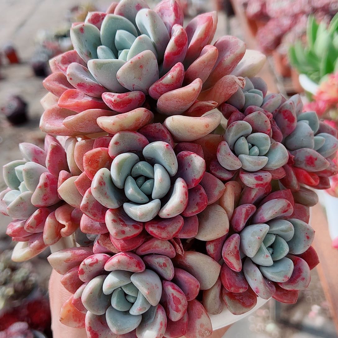 花斑露多头群生精品特价