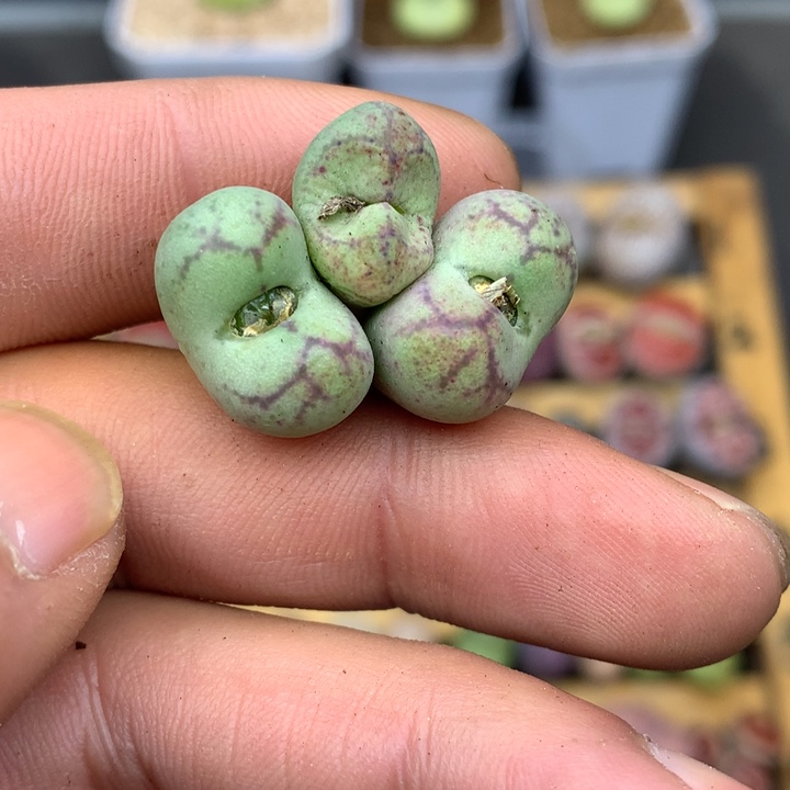 精品多肉植物凹脸睫毛纹