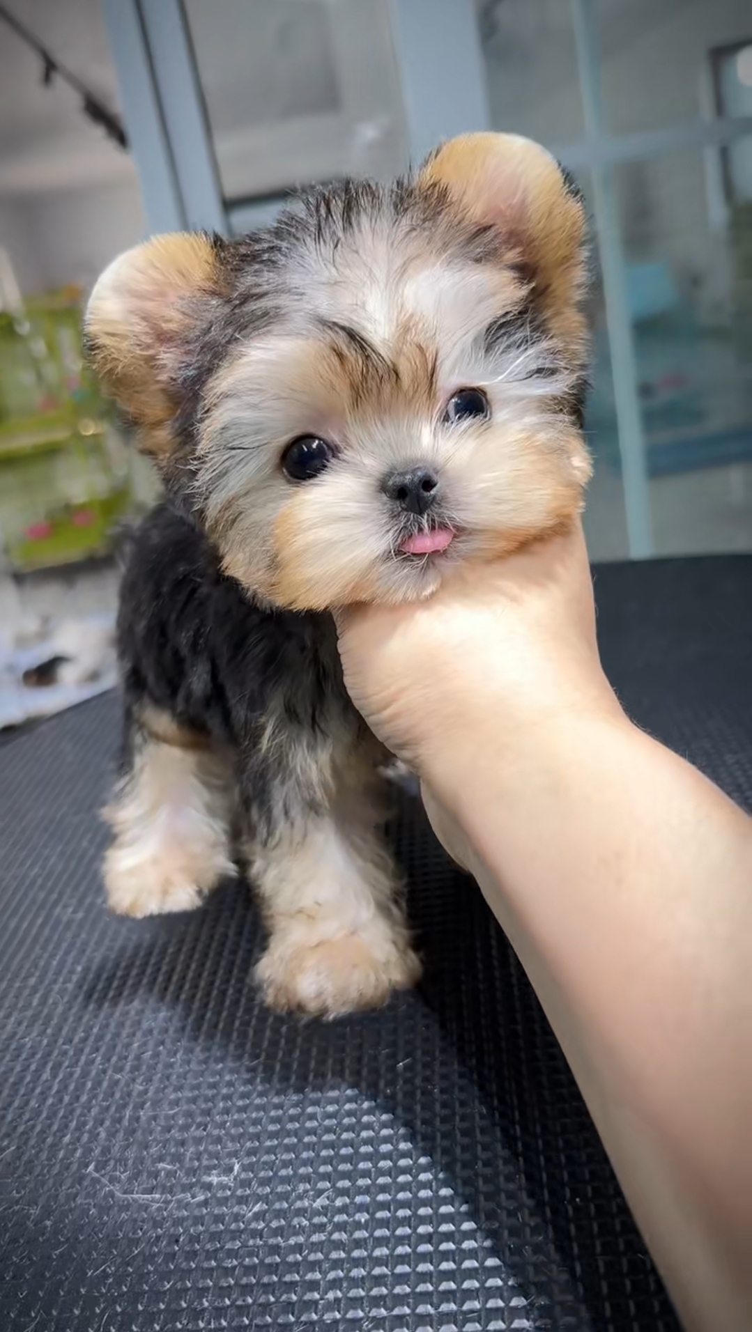 约克夏小体泰迪比熊马尔泰小型家养陪伴犬宠物狗