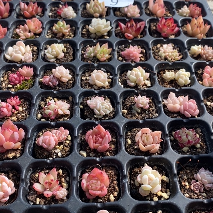 9 多肉植物盆栽花卉