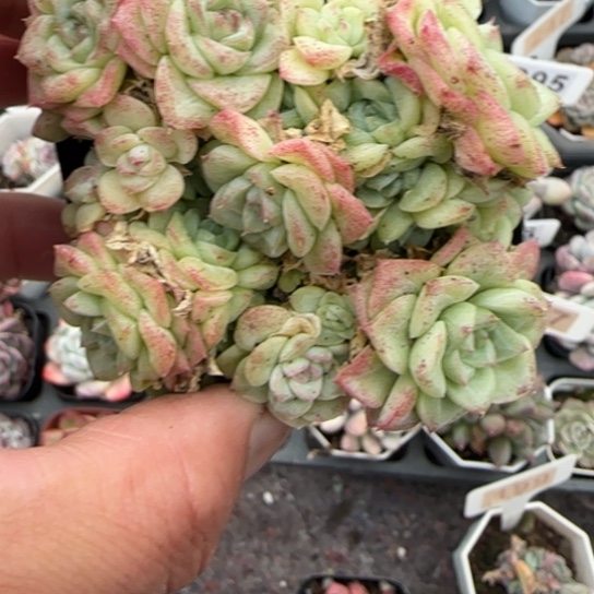 60白天鹅肉植物多