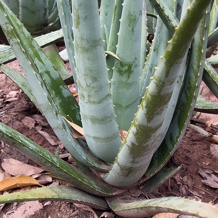 无花朵整颗10斤重库拉索芦荟