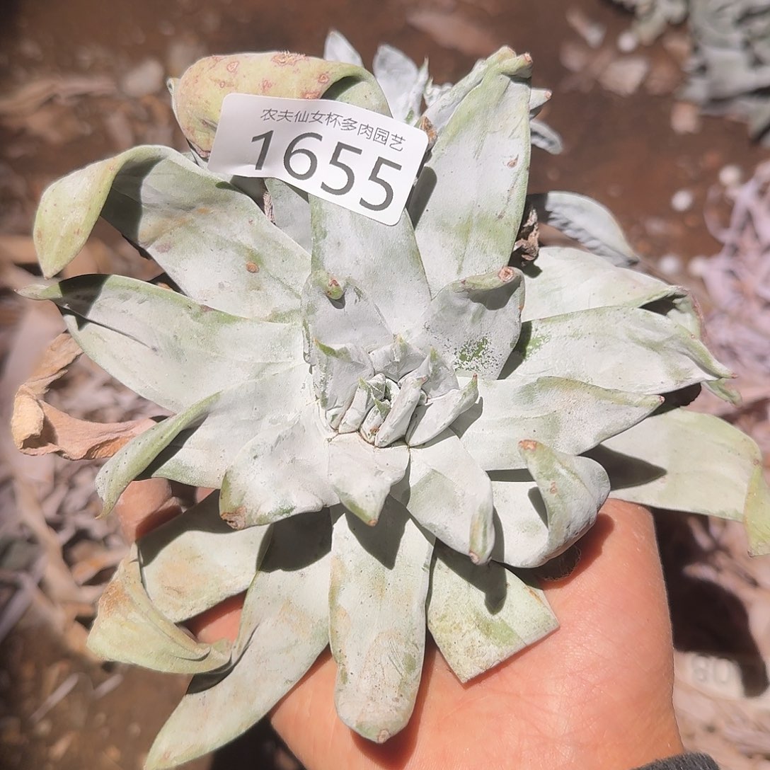 我***p3代杂交仙女杯多哦去对处理瑕疵