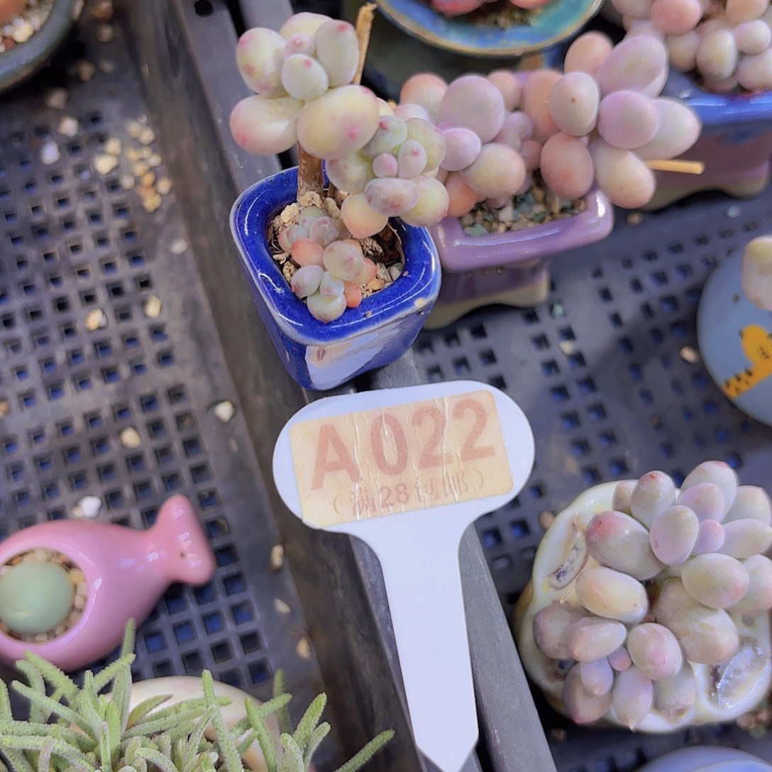 A022萤火虫奶酪一物一拍