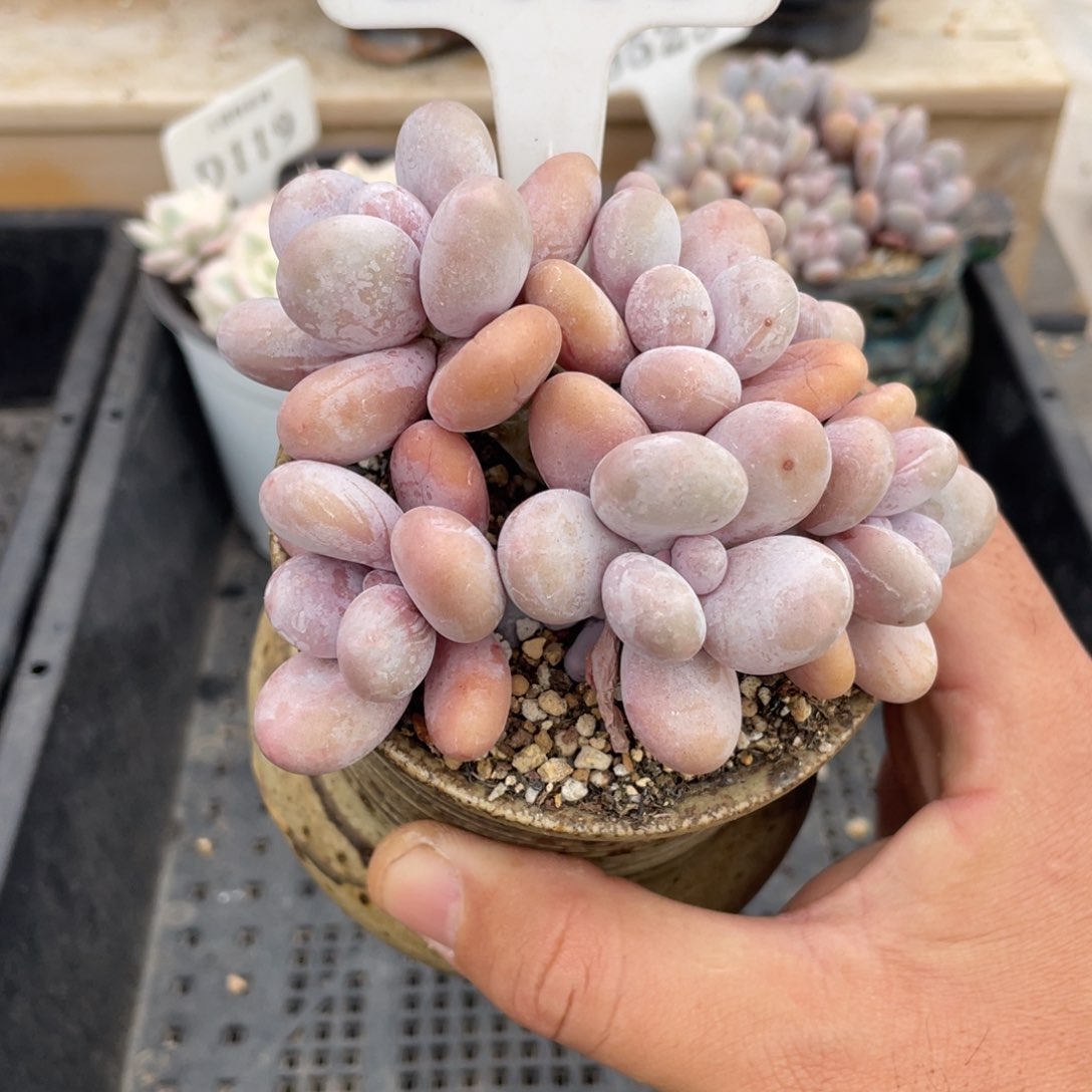 063奶酪不带魄9厘米