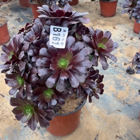 161欧紫不包断枝