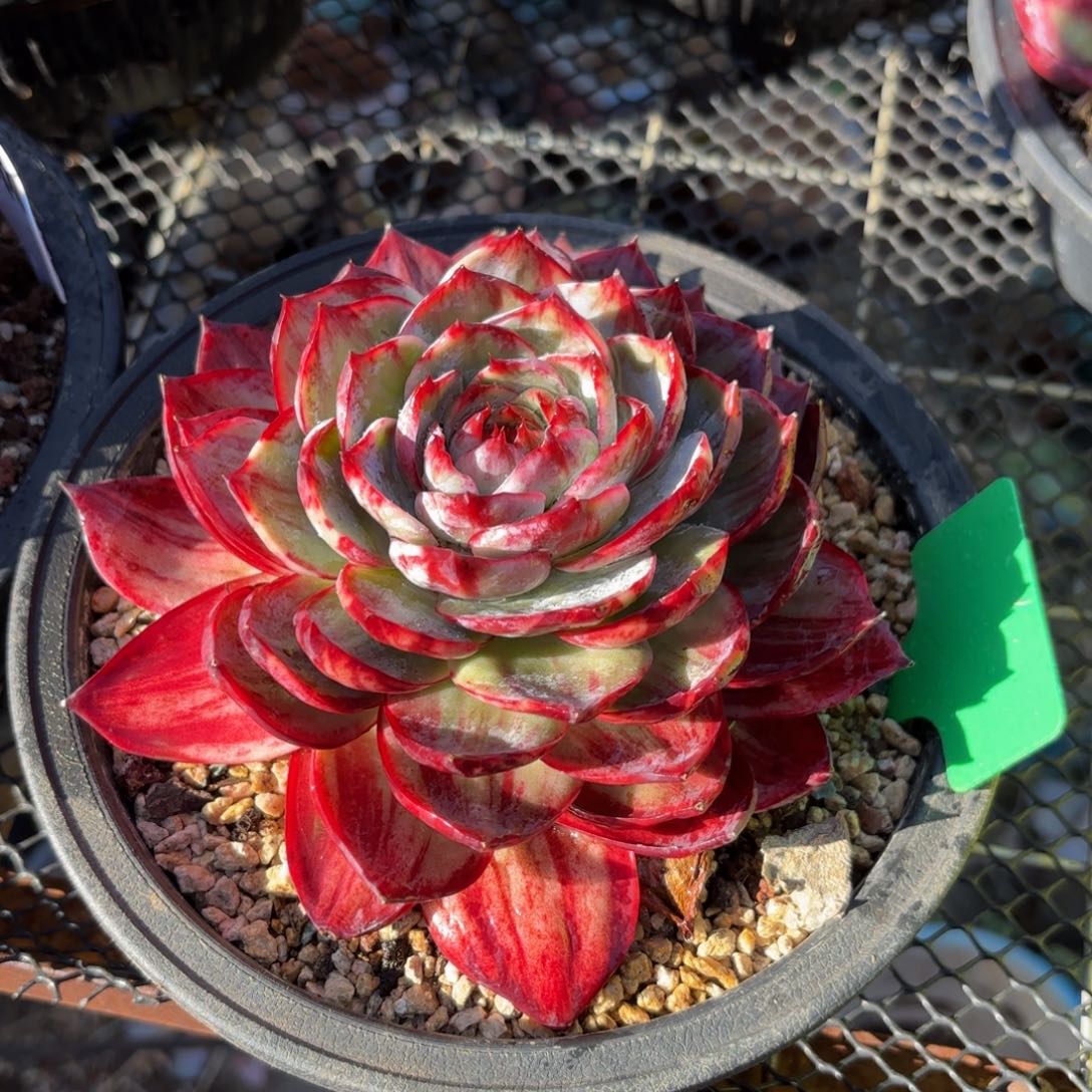 多***肉哈哈哈哈哈哈哈哈哈哈哈哈哈哈宝贝