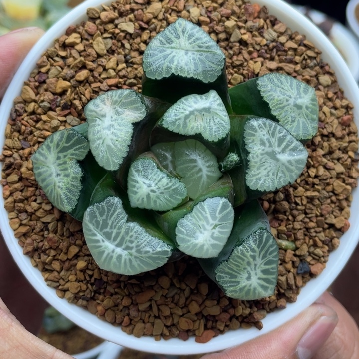 非组花菱万象十二卷