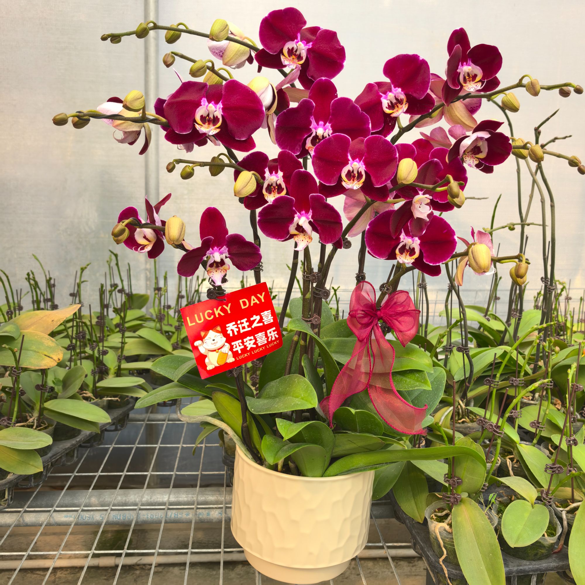 蝴蝶兰《幻影》稀有暗黑色系 精品高端花卉