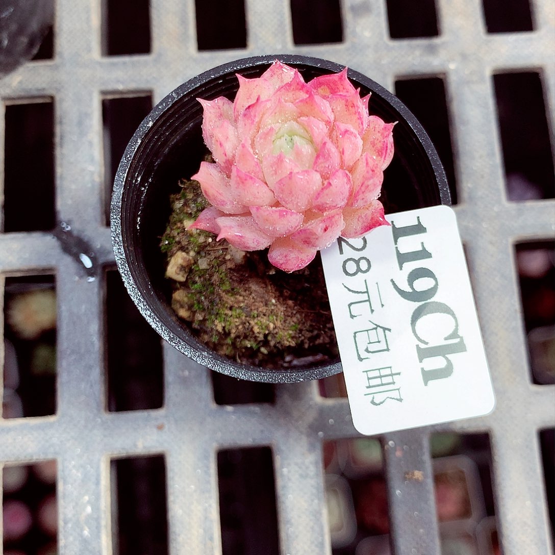 5厘米盆精控多肉119