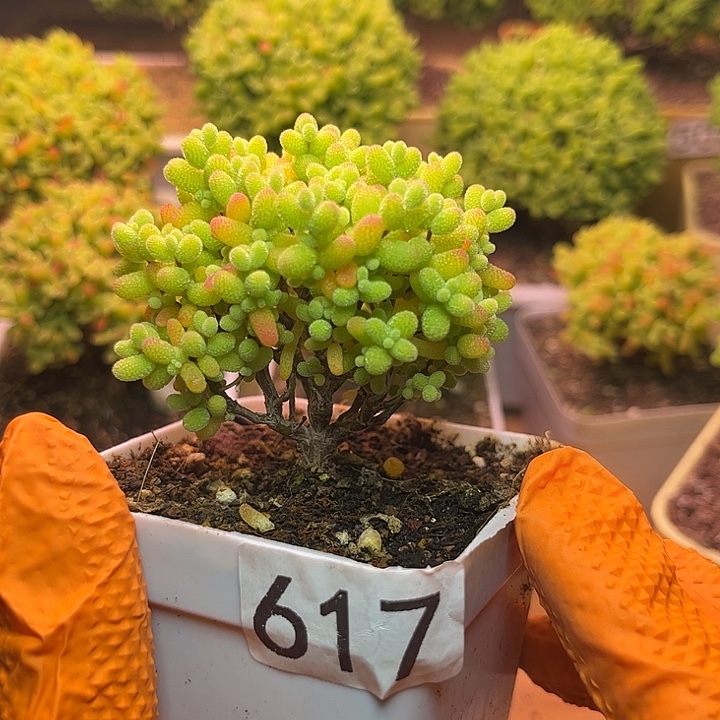 无花朵617金桔糖糖球