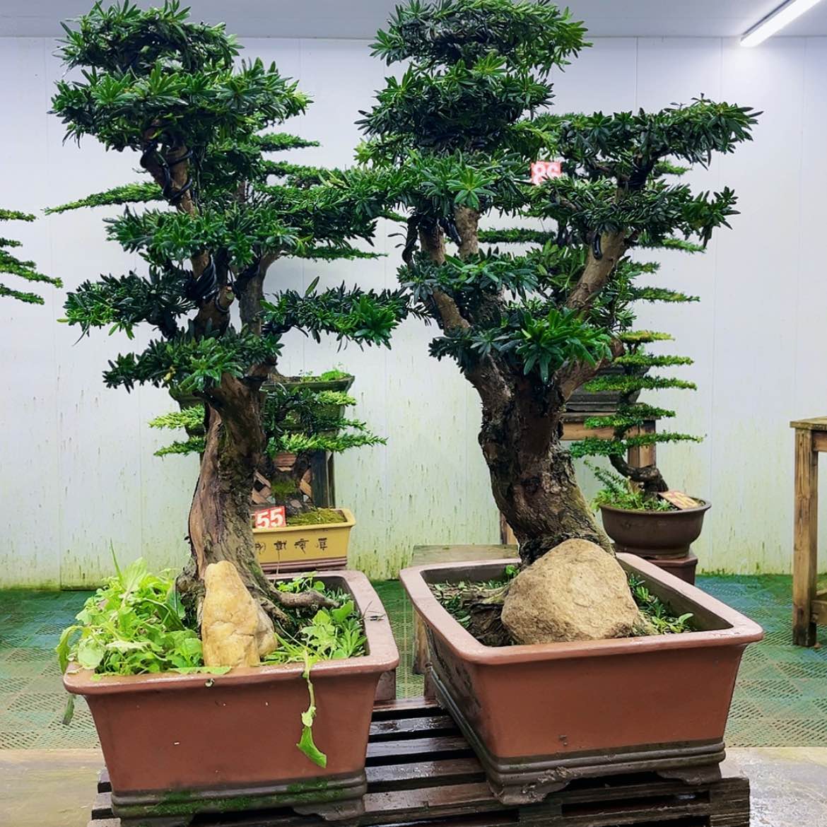 【闪购商品】无花朵