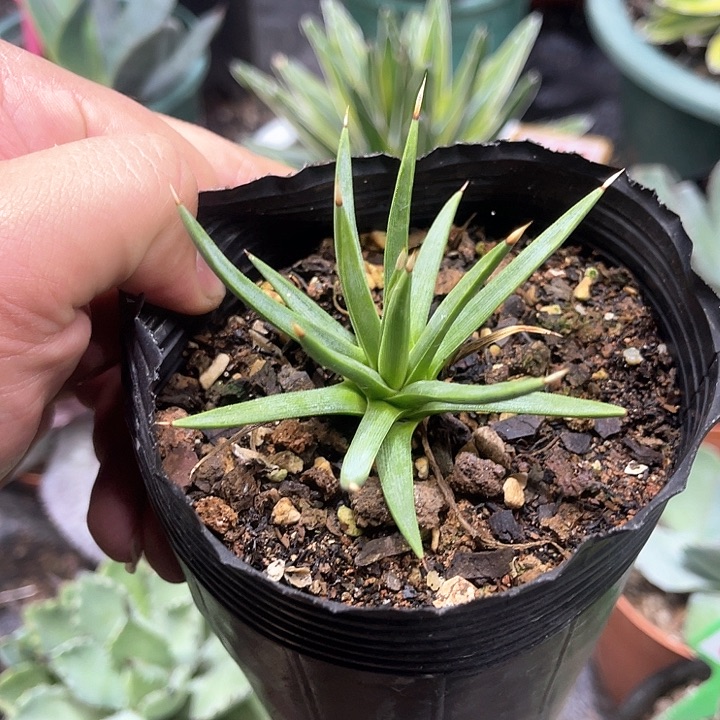 棉花龙龙舌兰系列