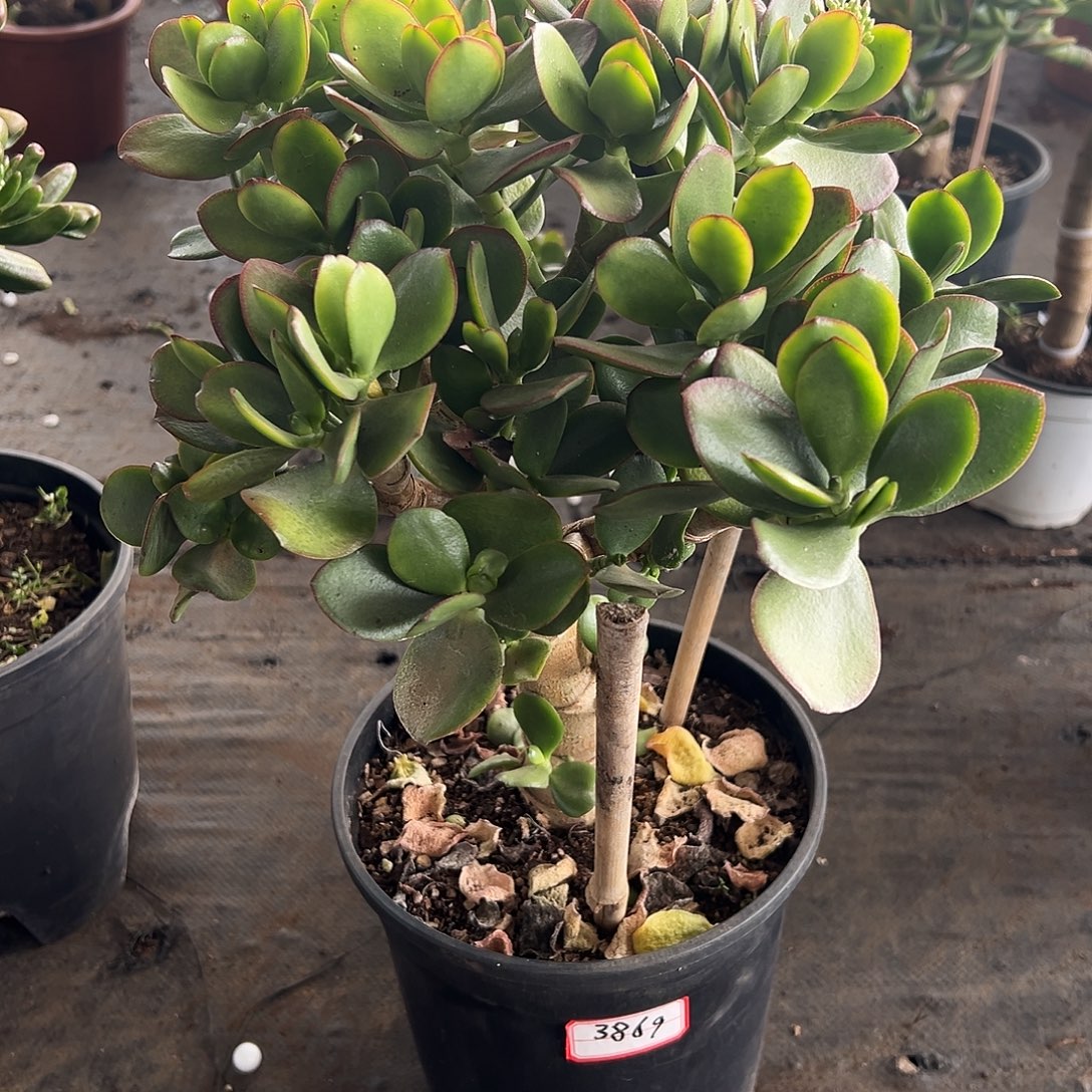 用***9稀有青叶玉树带土球发货3869