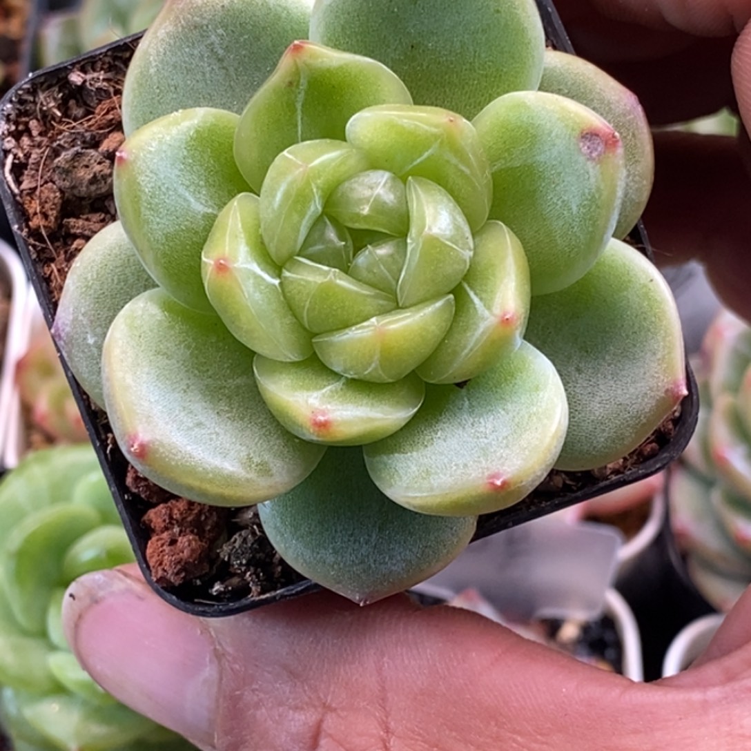 天官赐福百无禁忌