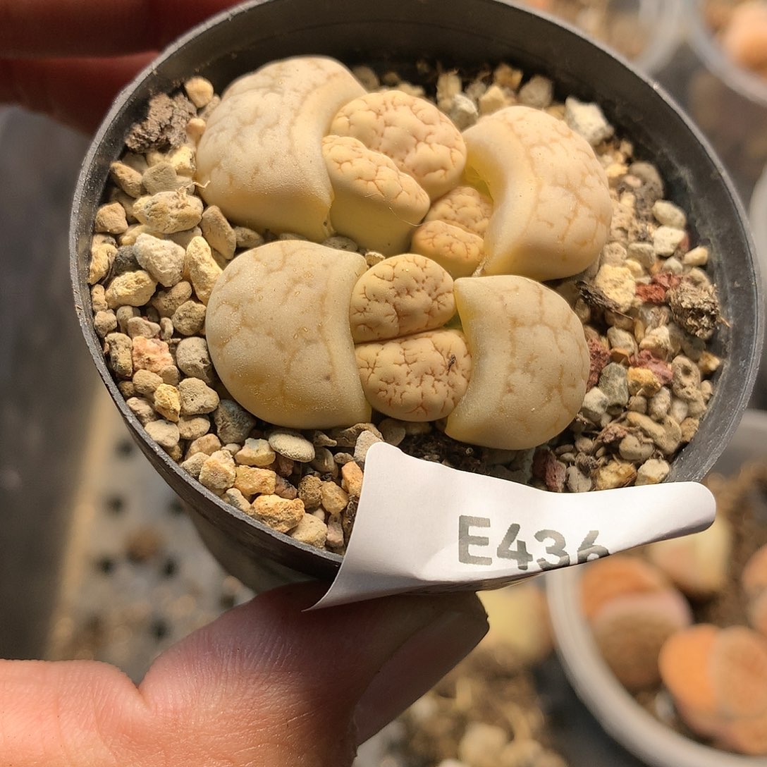 E436多肉植物保护