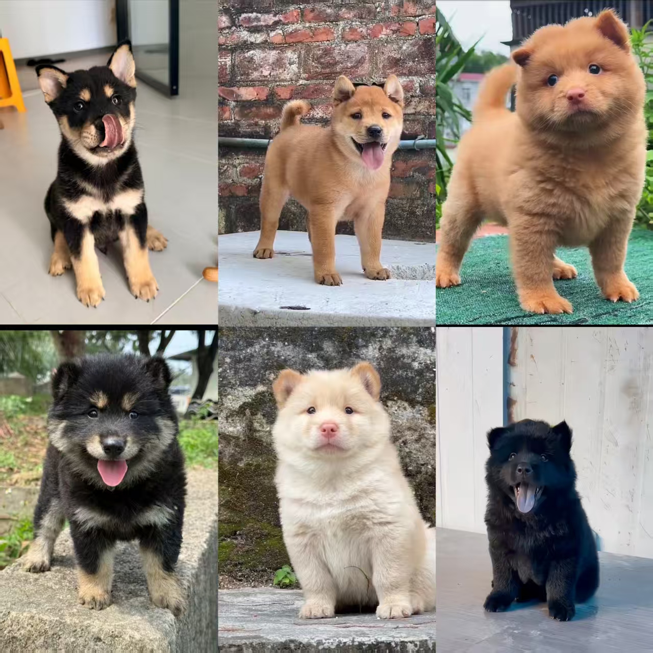 广西中华田园犬（土松，五黑，五红，黄狗白面）活体，以直播间挑选为准