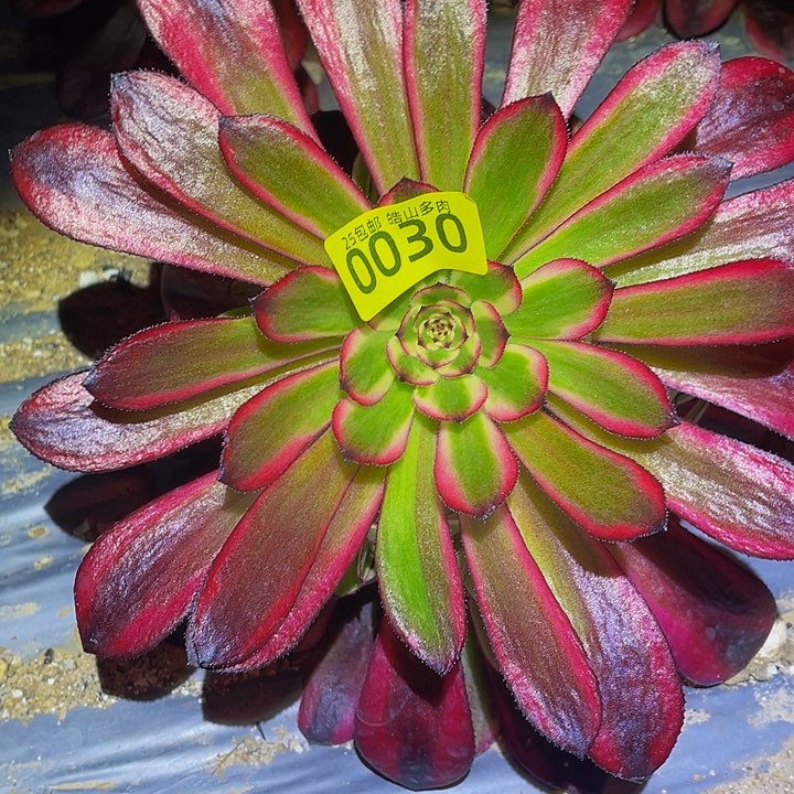 030女儿红带花脸多肉植物