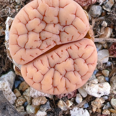 【闪购商品】25299