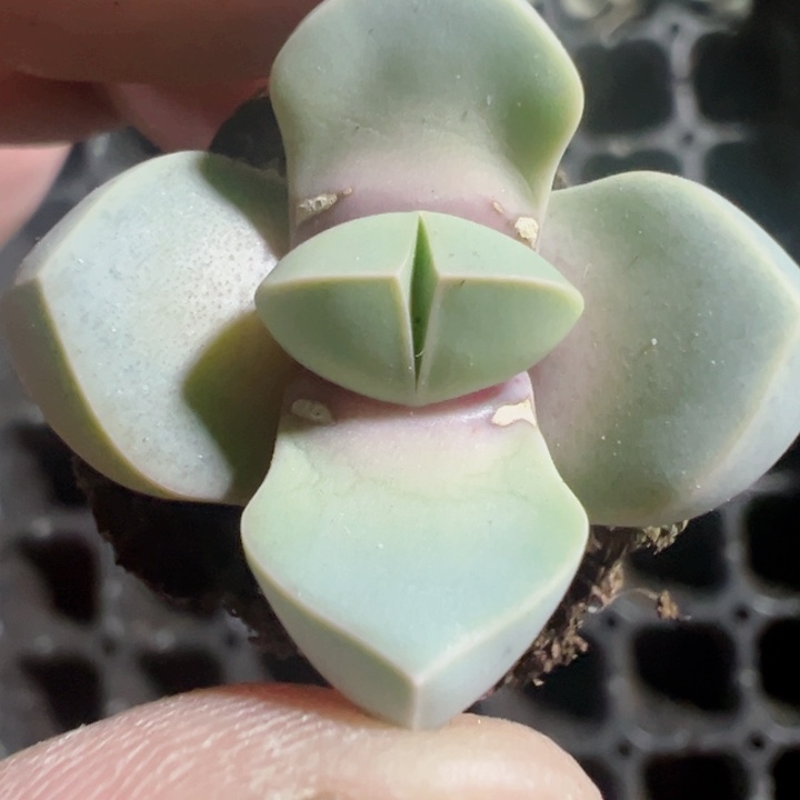 魔玉精品多肉植物大战