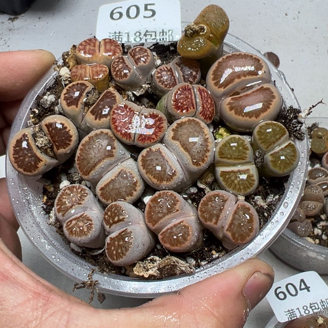 【闪购商品】 605。 长腿