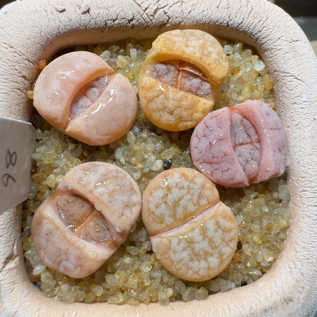 红陶蘑菇401拿铁