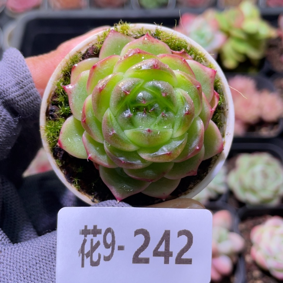 花利美9-242珍妮 