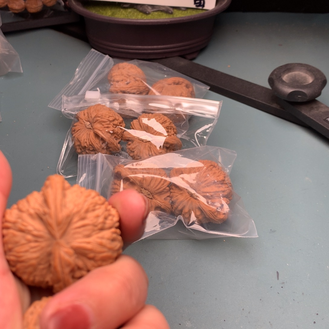 文玩核桃把件全品白狮子4849
