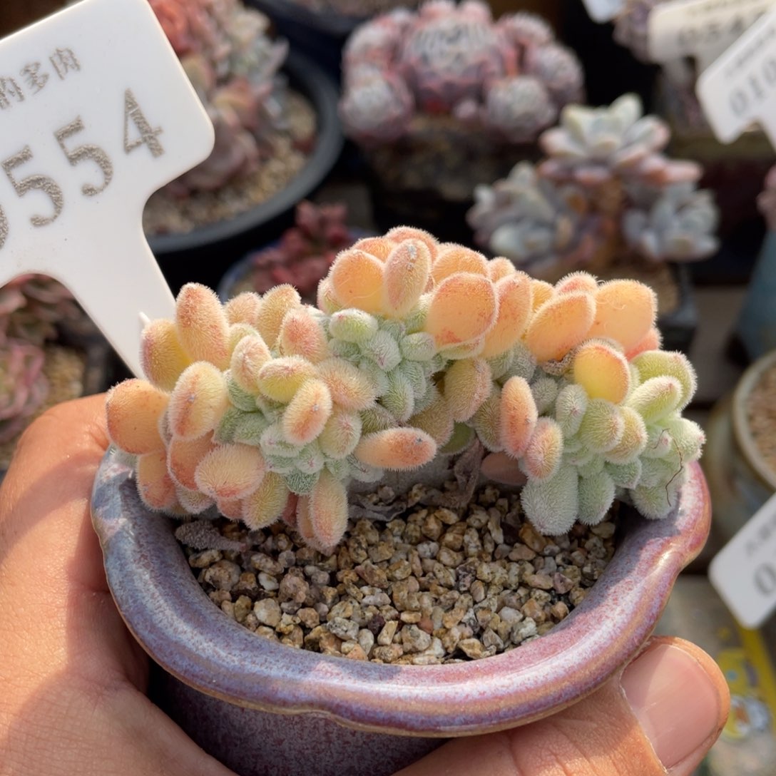 554雪晃星不带盆8厘米