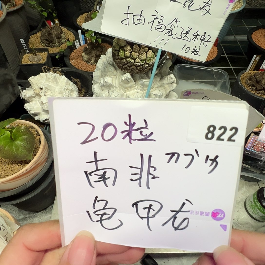 多肉植物专拍植物不退换 一物一拍 822