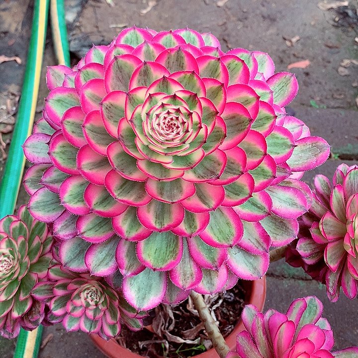 白月光，多肉植物，不包损