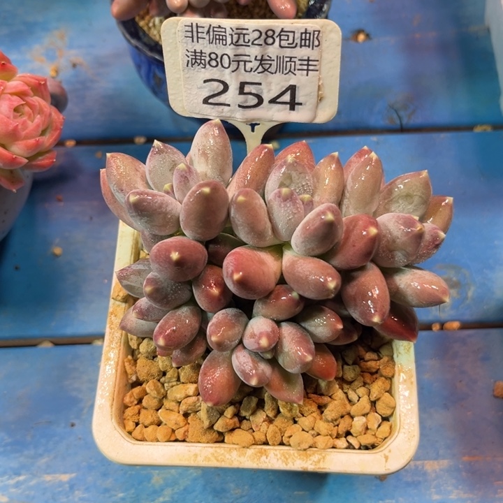 大254/？xbxbbvbbbh