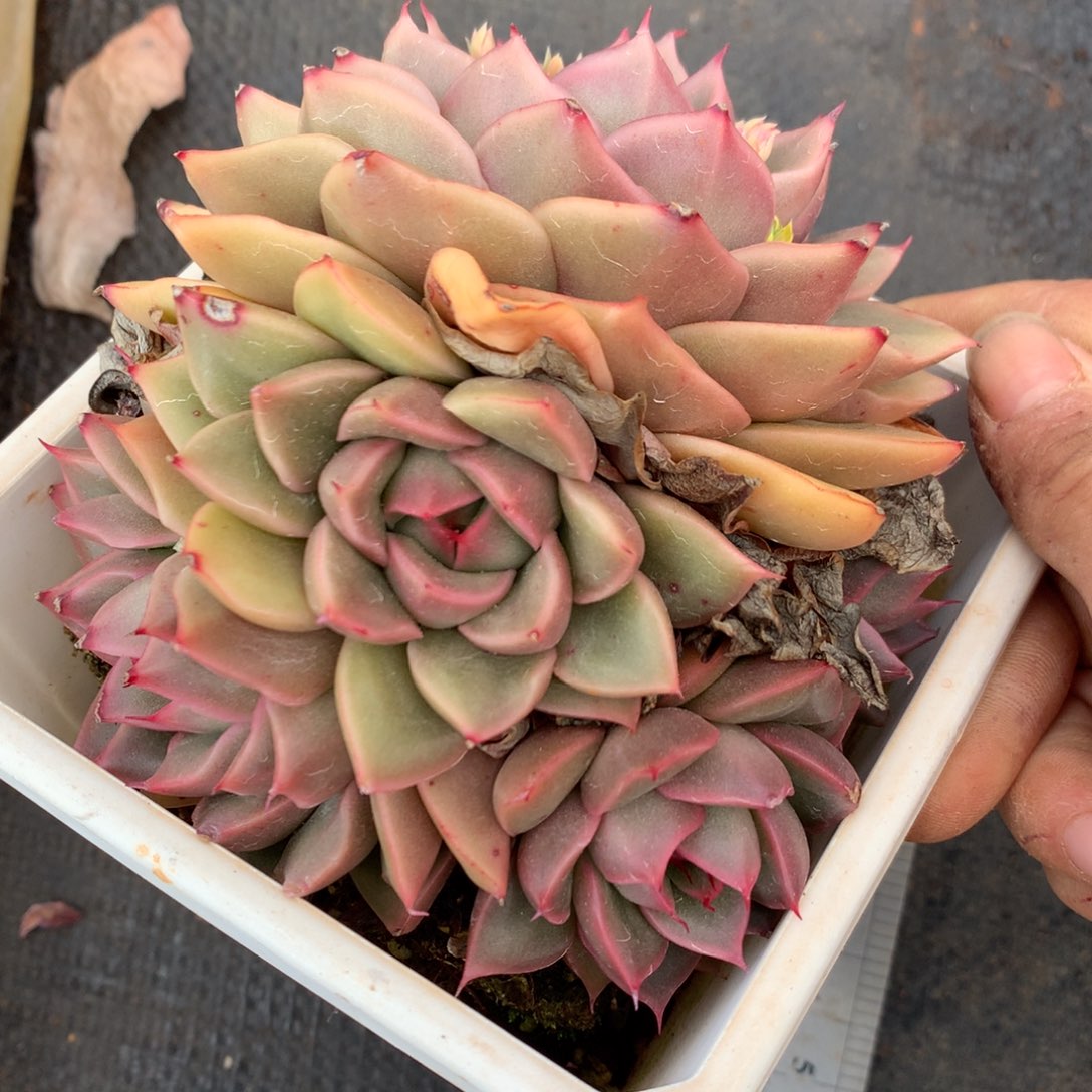 830杂交多肉10厘米