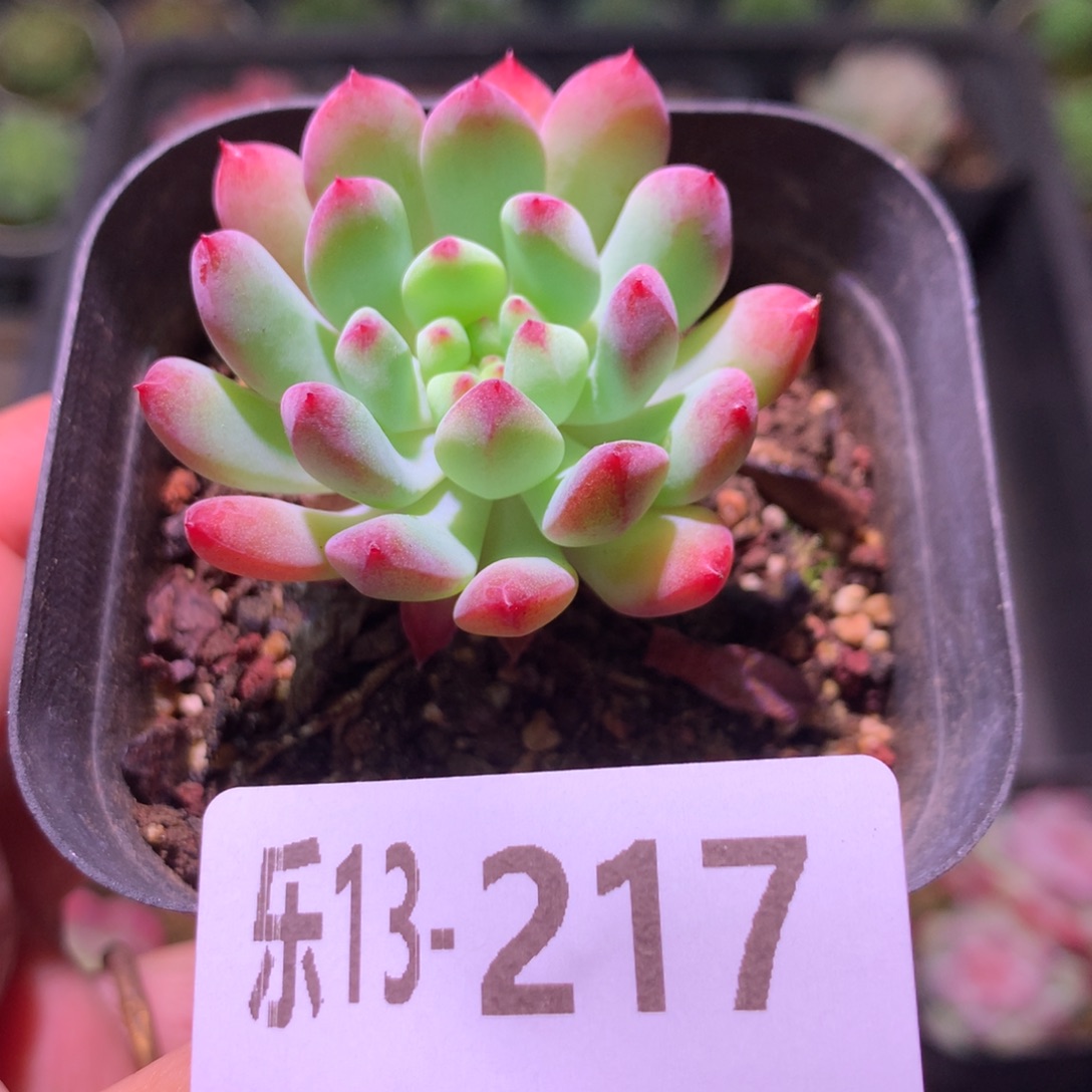 乐然13-217 蓝苹果 