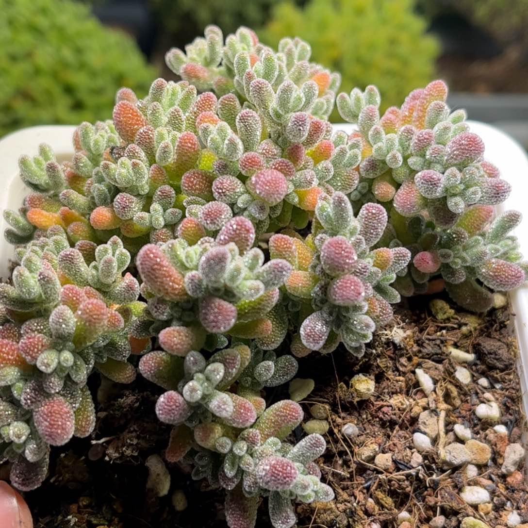 001冰晶优选枝干