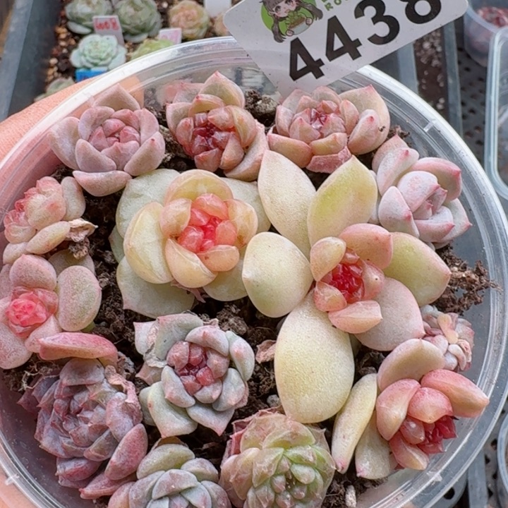 多肉植物多肉植物