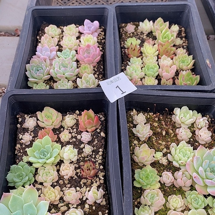 1多肉植物盆栽花卉
