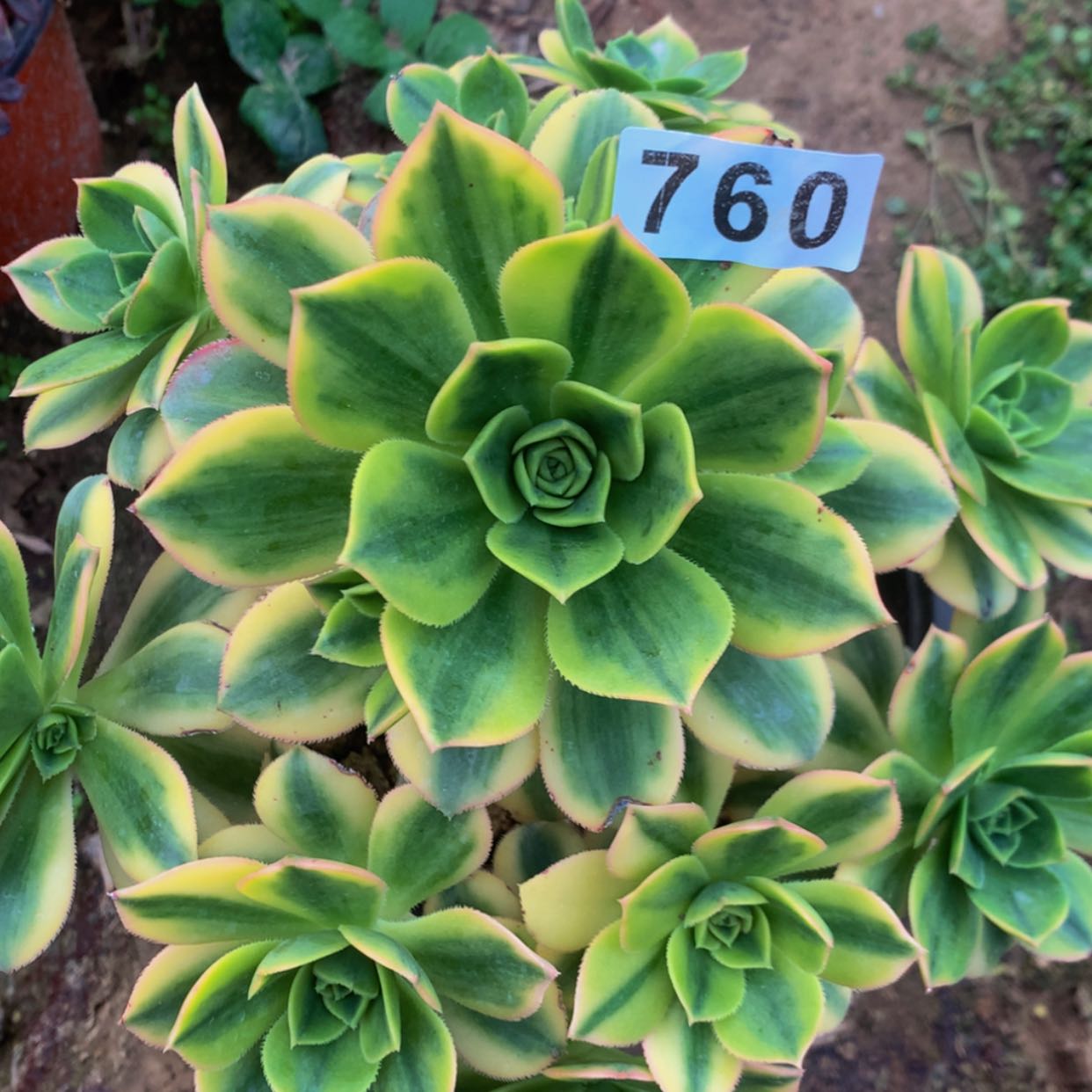 【闪购商品】760星爆多肉