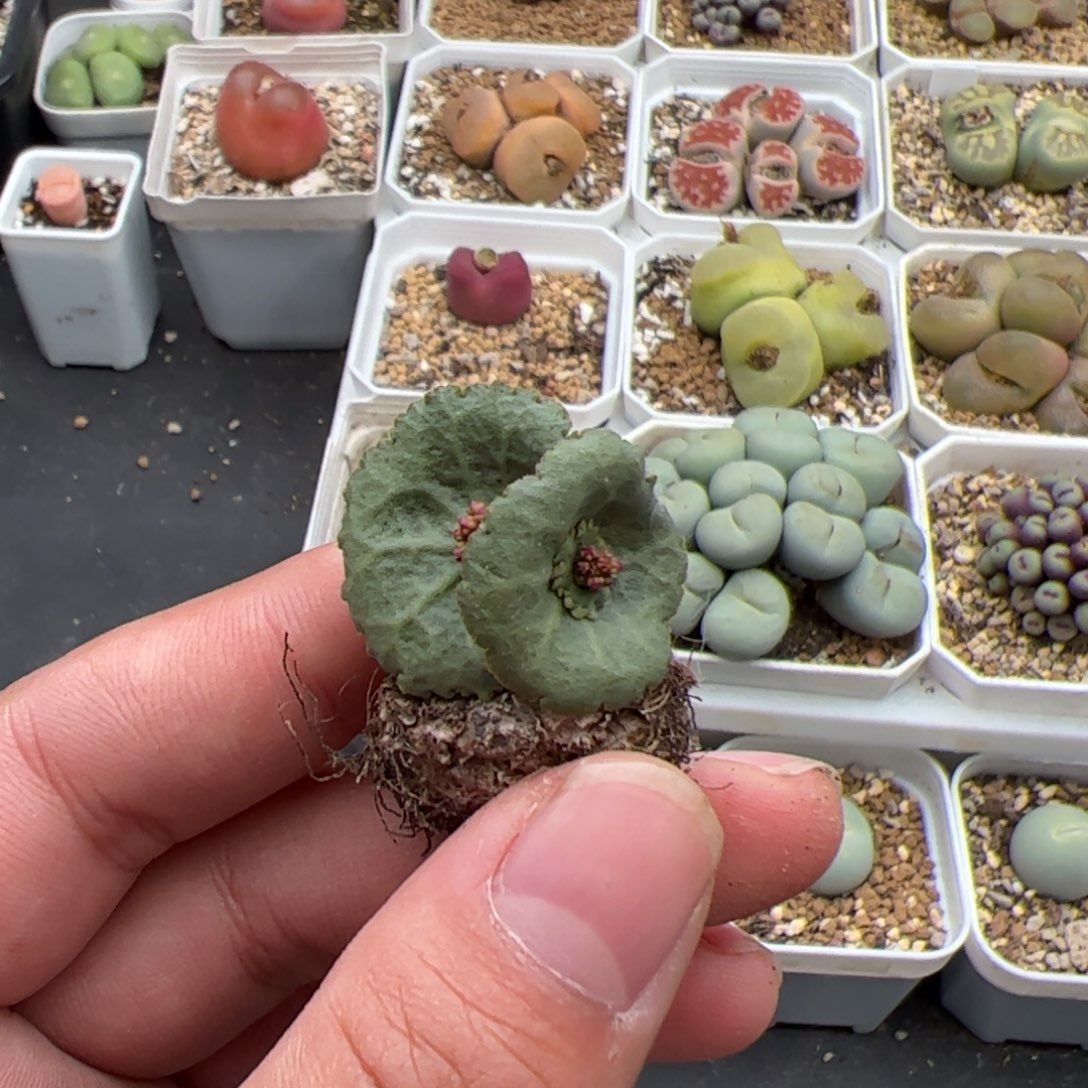 0495号小酒杯 多肉植物