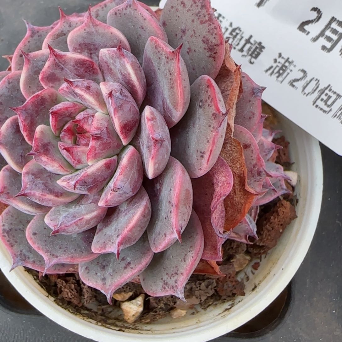 花语逸镜0205-547