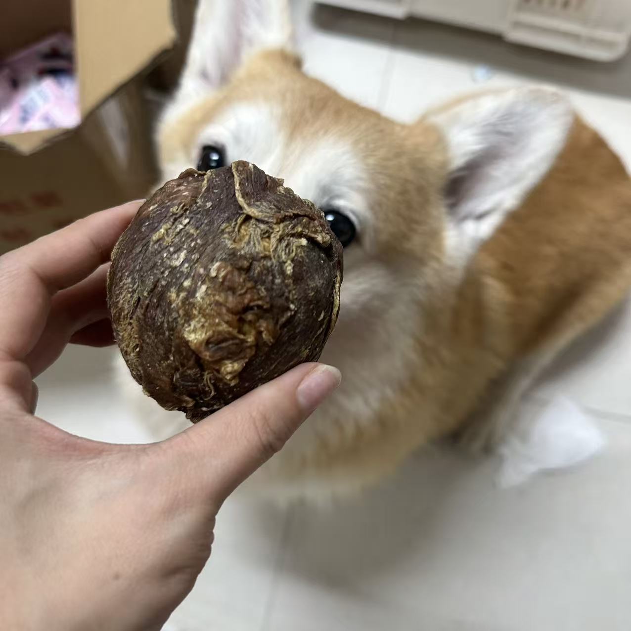 乐芙元气球（狗狗磨牙好好好物）
