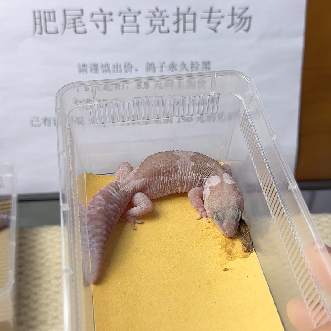 肥尾守宫花瓶奥利奥 焦糖 祖鲁 妹妹