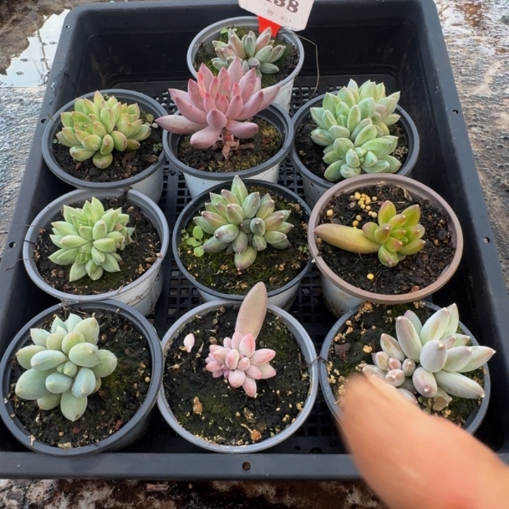138多肉植物一物一拍